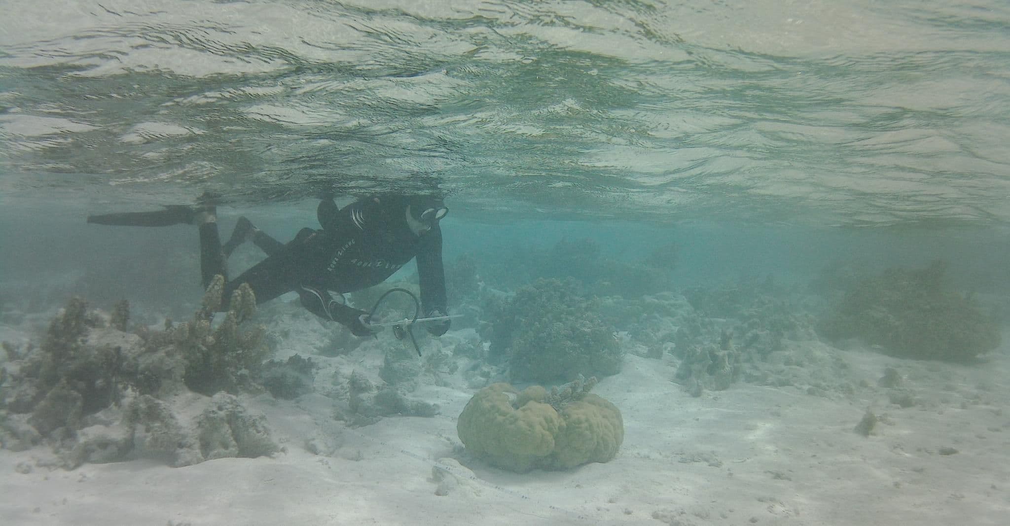 snorkeler completing a fish transect in the Tetiaroa lagoon