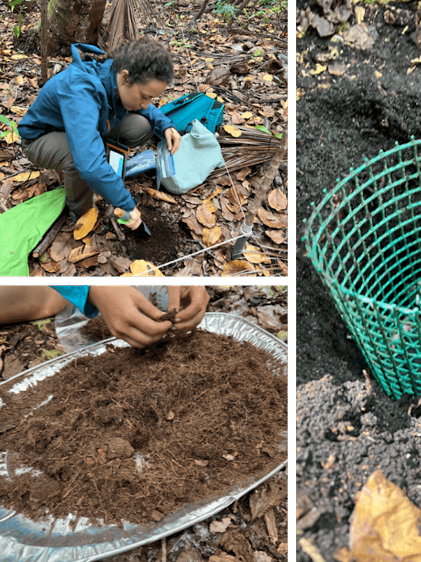 collecting samples of root ingrowth