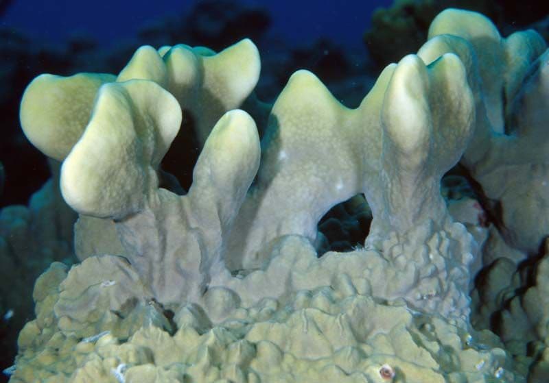 They form colonies in the shape of domes fixed on the substrate and are green, cream, or yellow.