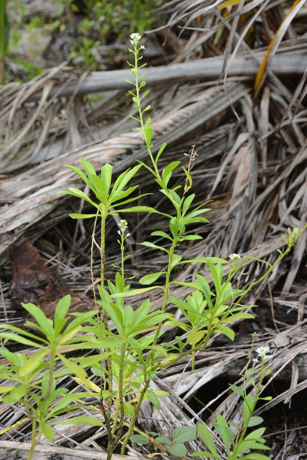 Horahora has notable medicinal properties