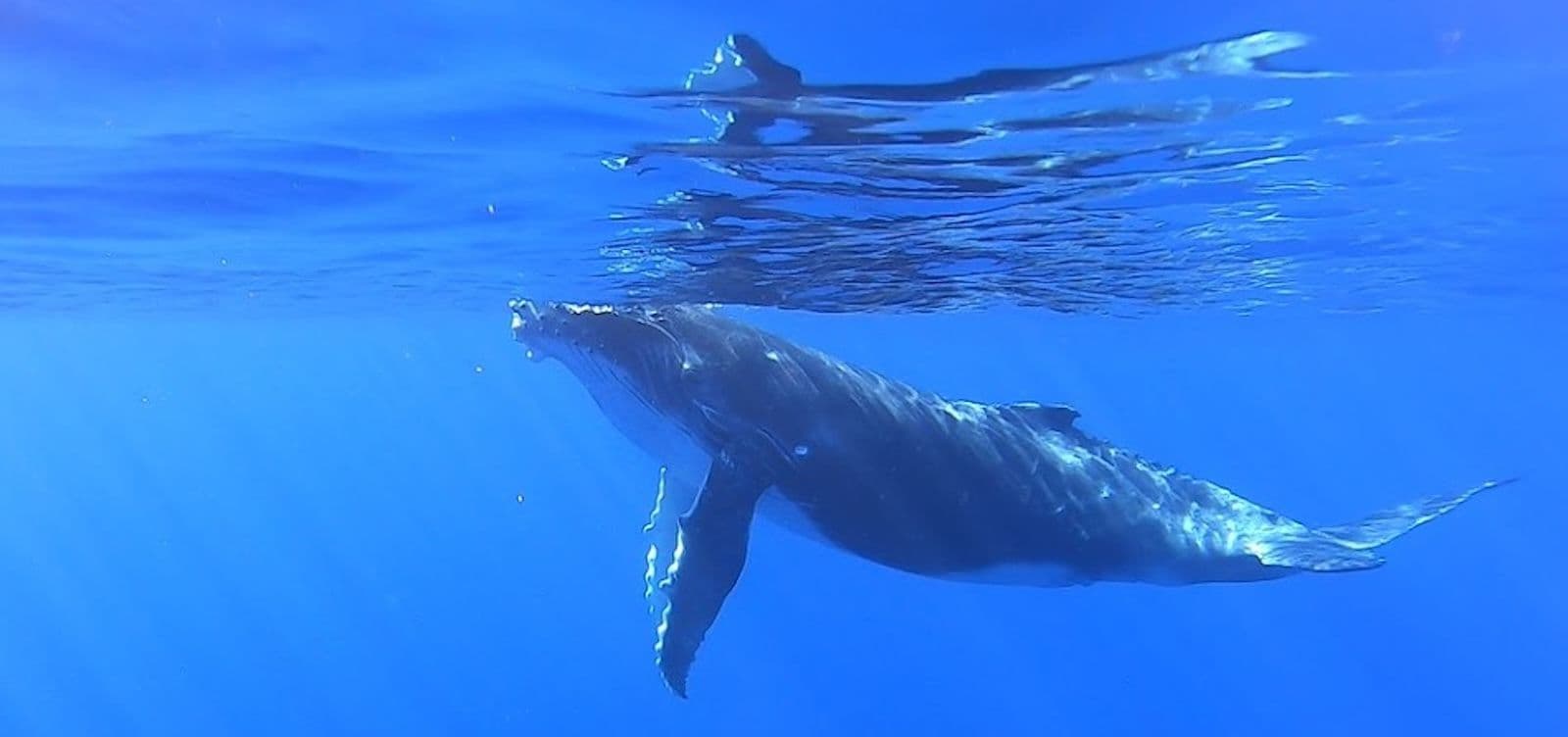 humpback whale