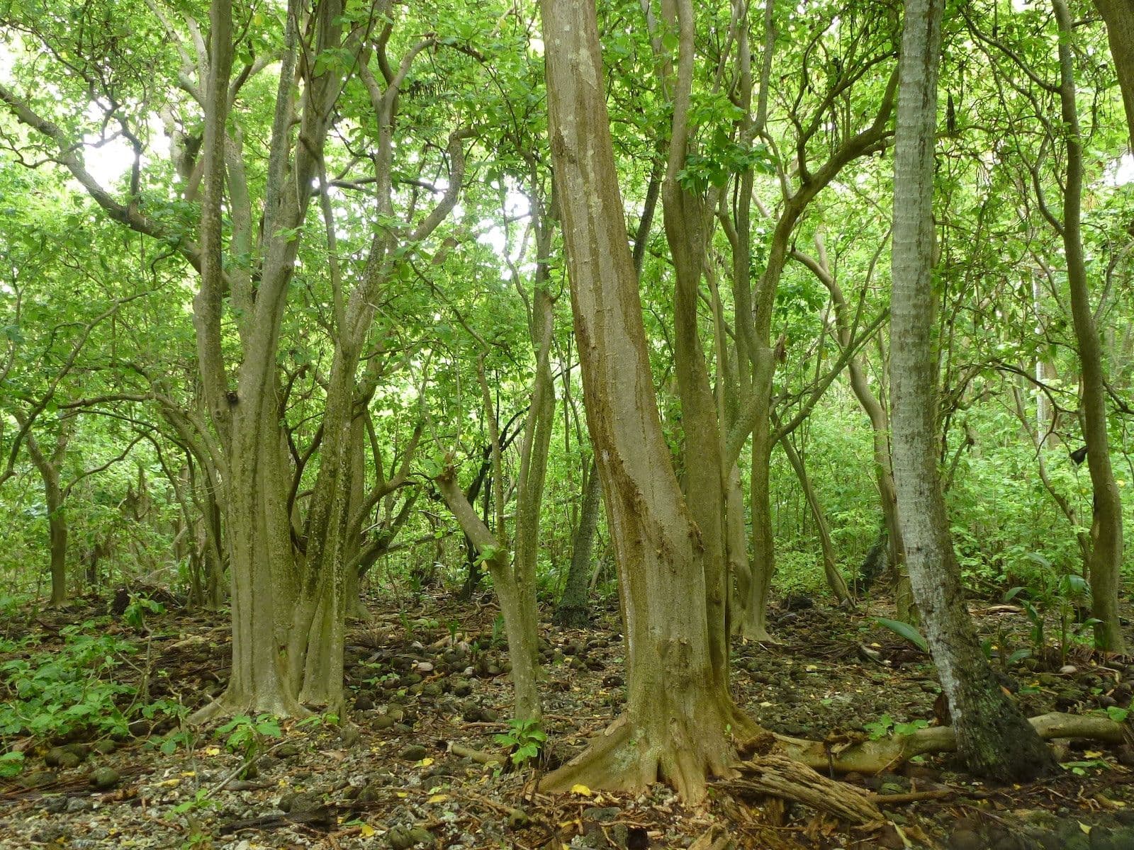 Pisonia forest on Reiono