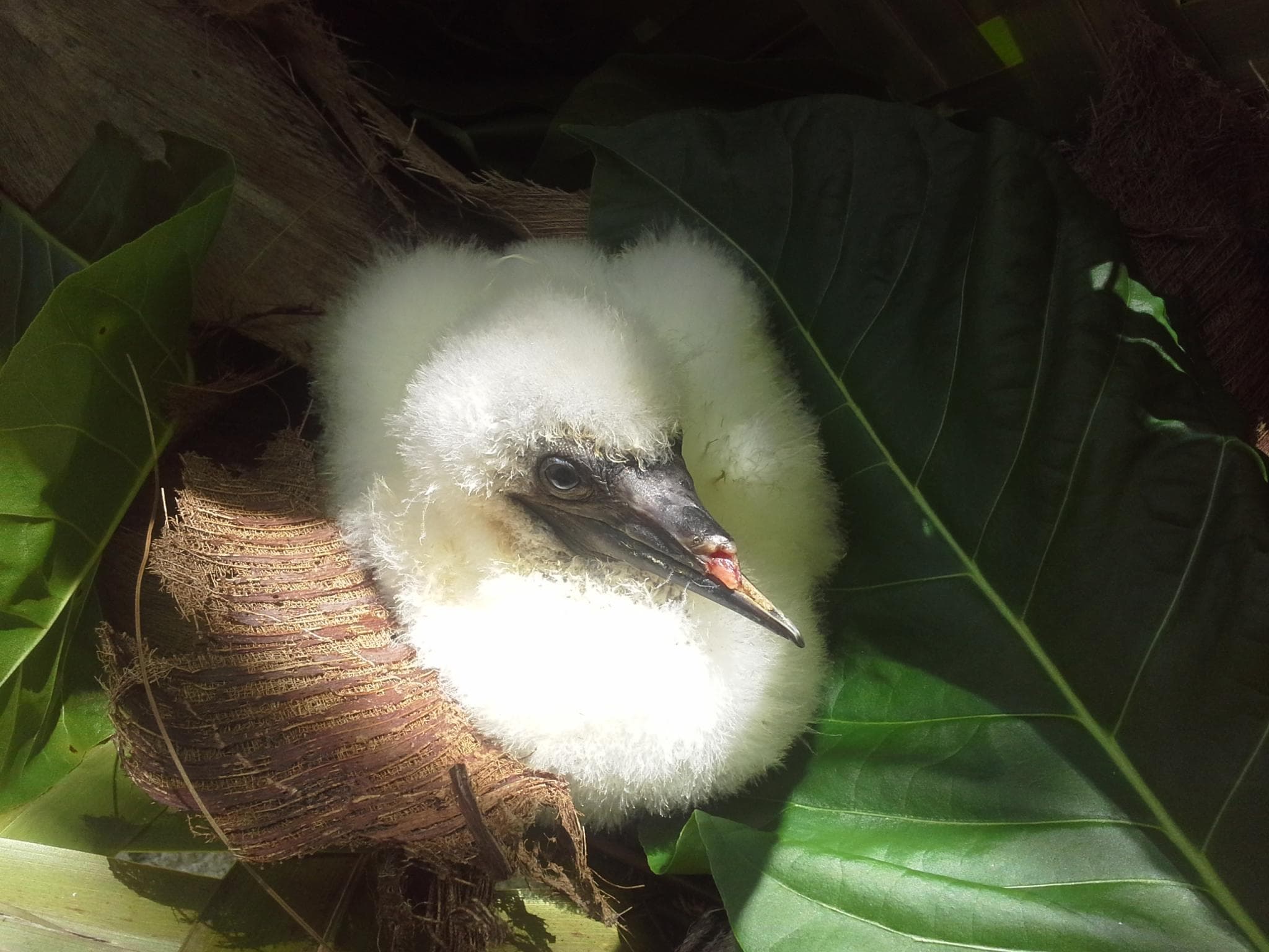 Young red-footed booby with a damaged beak