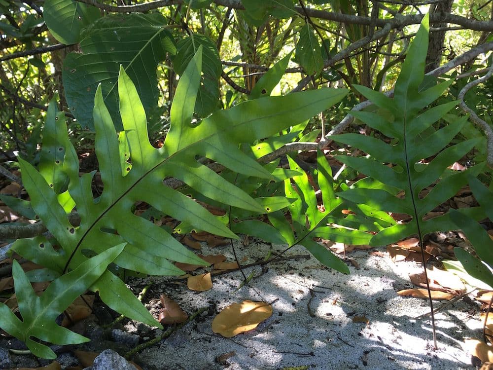 Metuapua'a growing in the shade on the beach on Rimatu'u