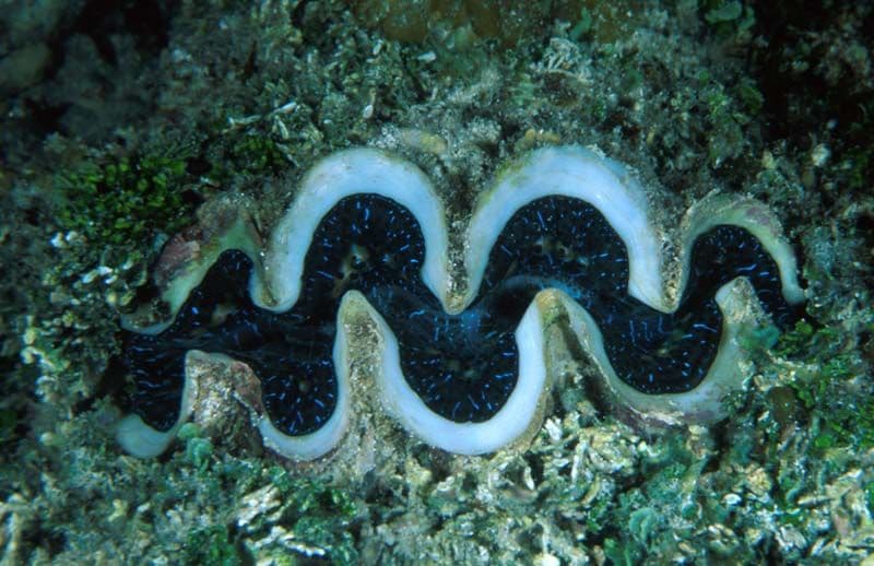 Its colors come from tiny algae called zooxanthellae, that they absorb into their tissue.