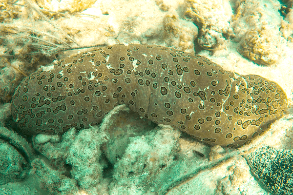 Bohadscia argus