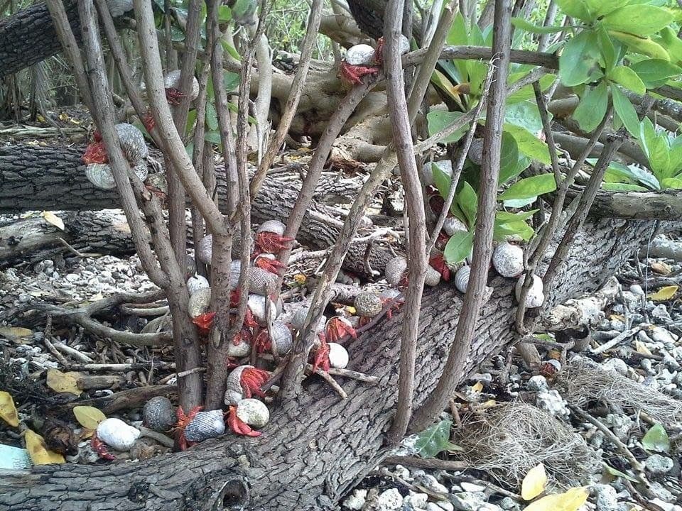 Strawberry Hermits are social creatures.