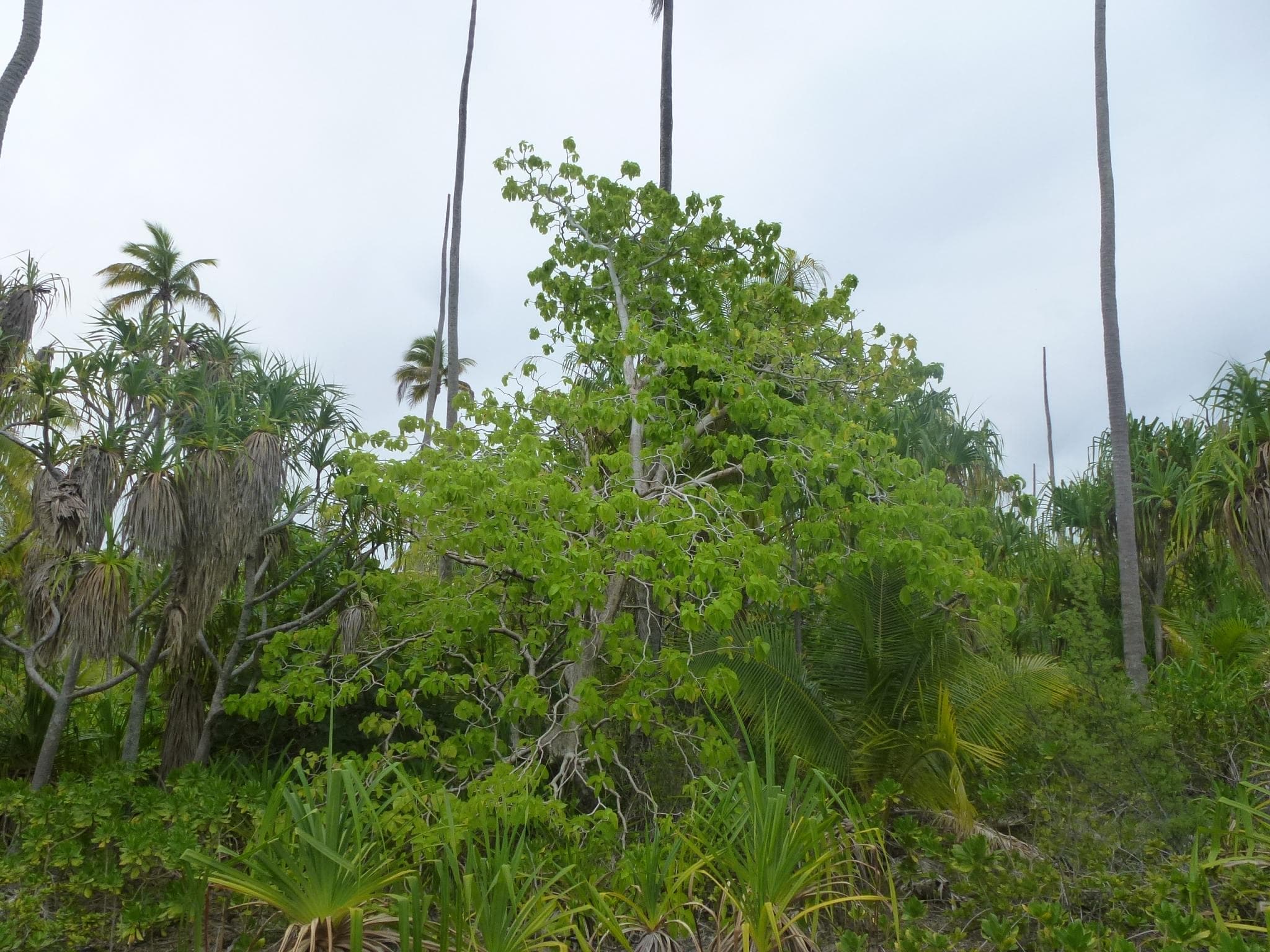 A small Cabbage tree