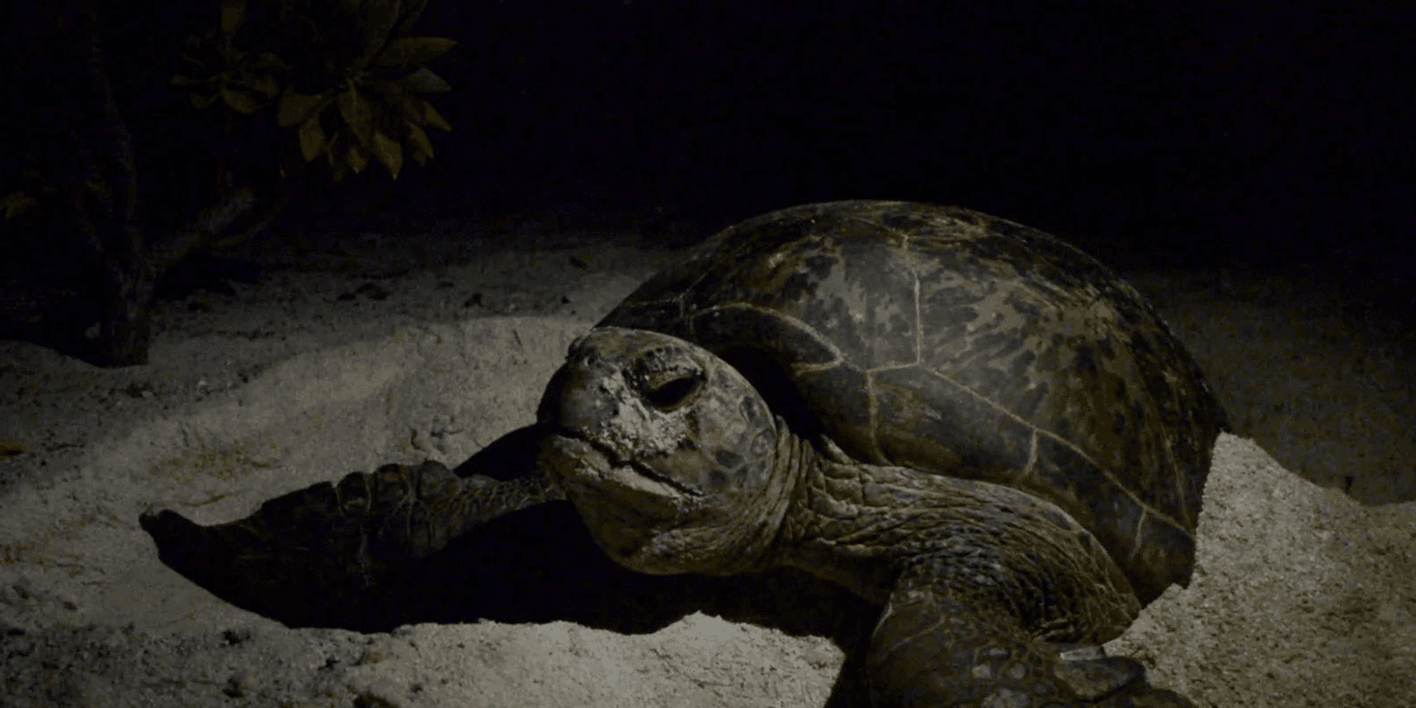 green sea turtle