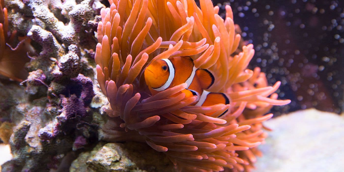 sea anemone