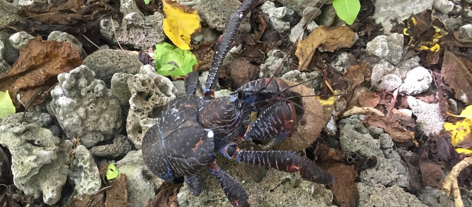 coconut crab