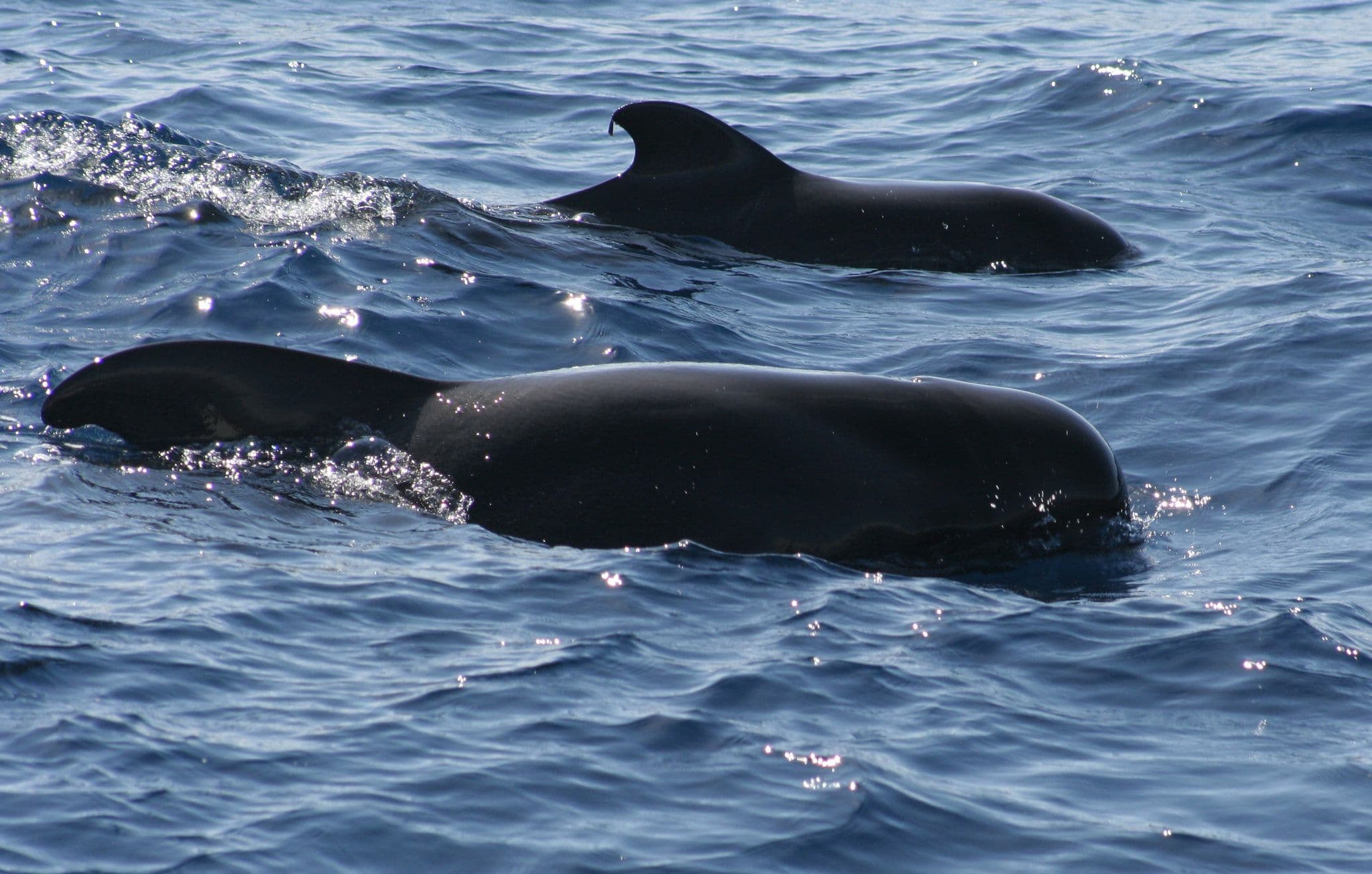Short-finned pilot whales pods often occur in groups of 25 to 50 animals.