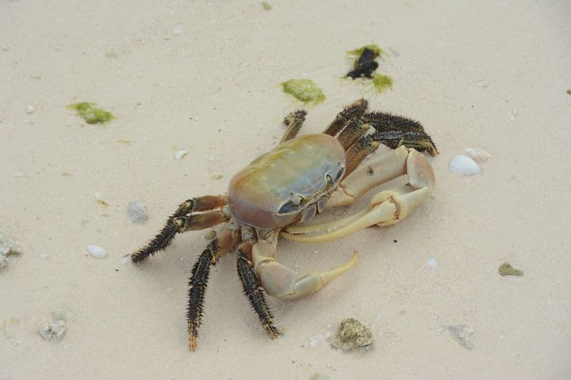 This crab lives in the supra-littoral zone, just out of the reach of the high tide, at the back of the beaches, and around water pockets.