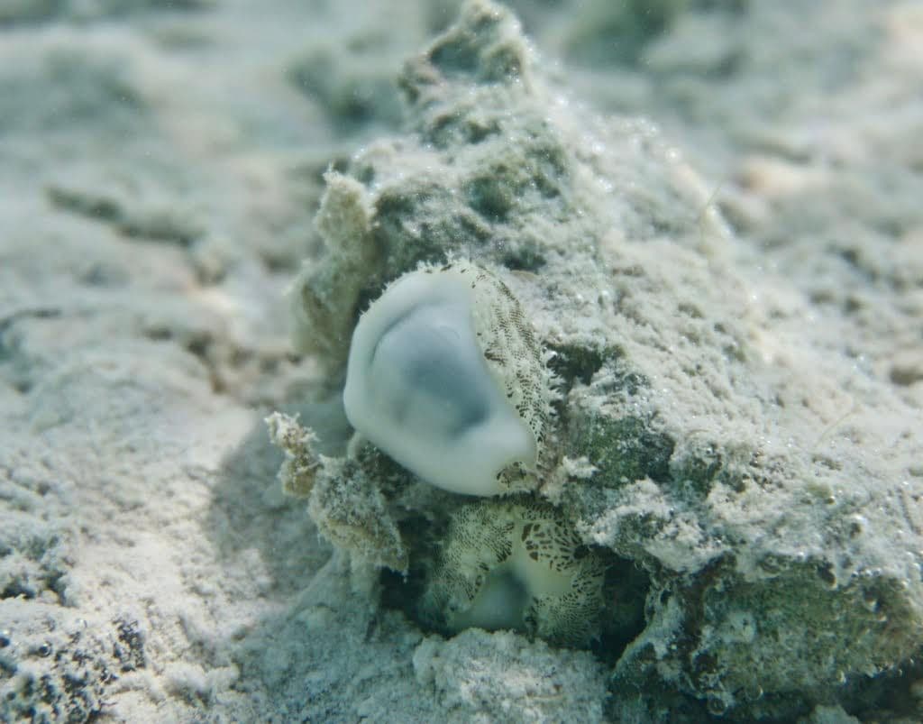We find this cowrie in the Caribbean sea, Indian Ocean, and the Pacific Ocean.