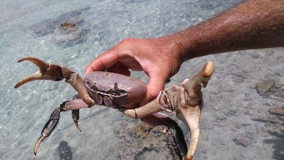 One claw may be significantly bigger than the other, a trait of the males