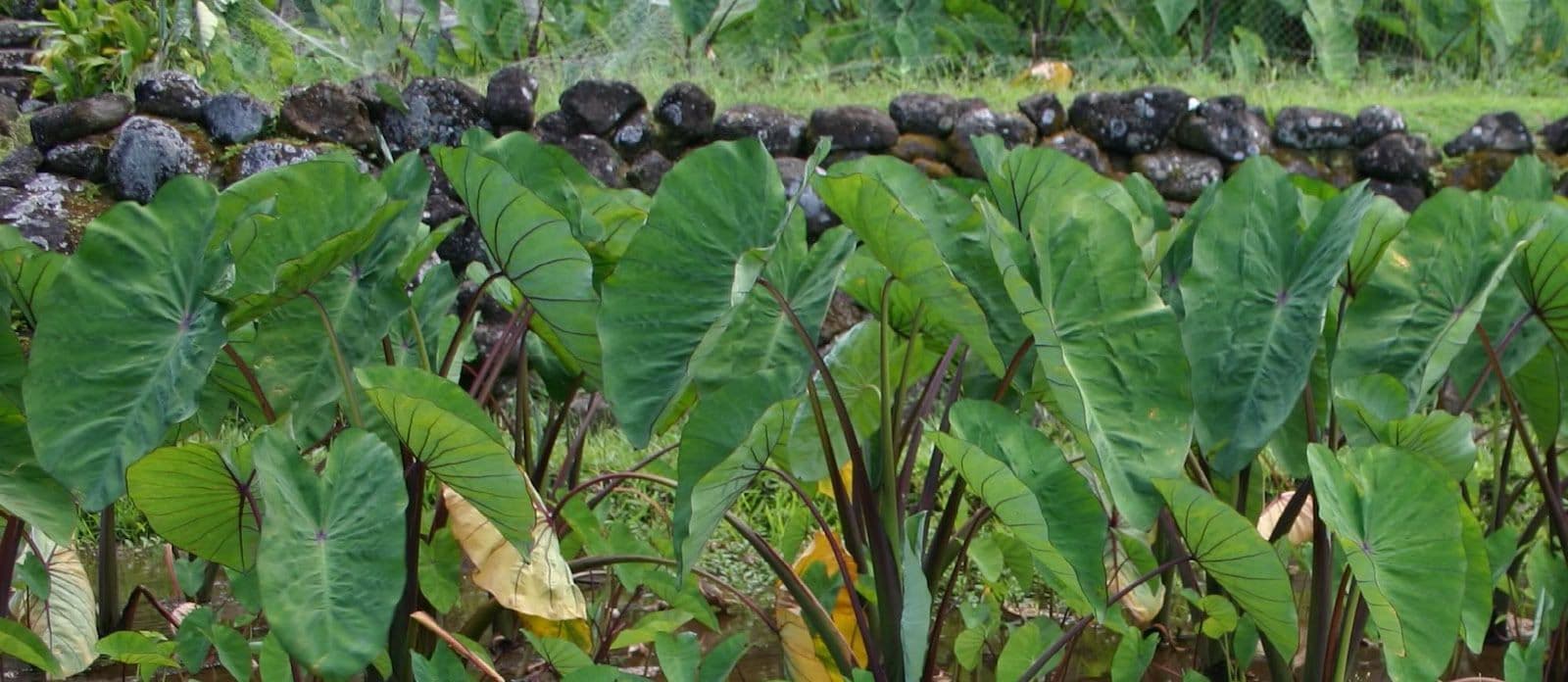 taro