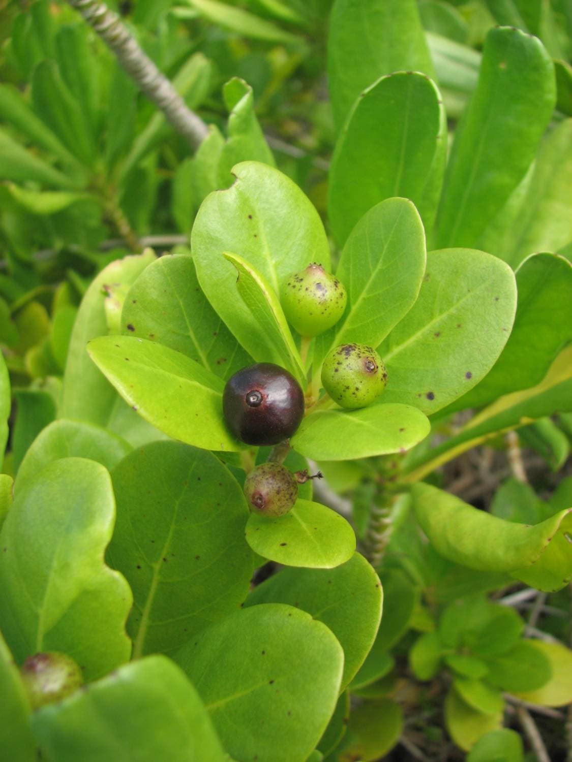 Fruit of Timonius