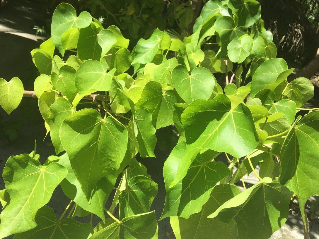 The Miro is a tree with yellow heart shaped leaves.