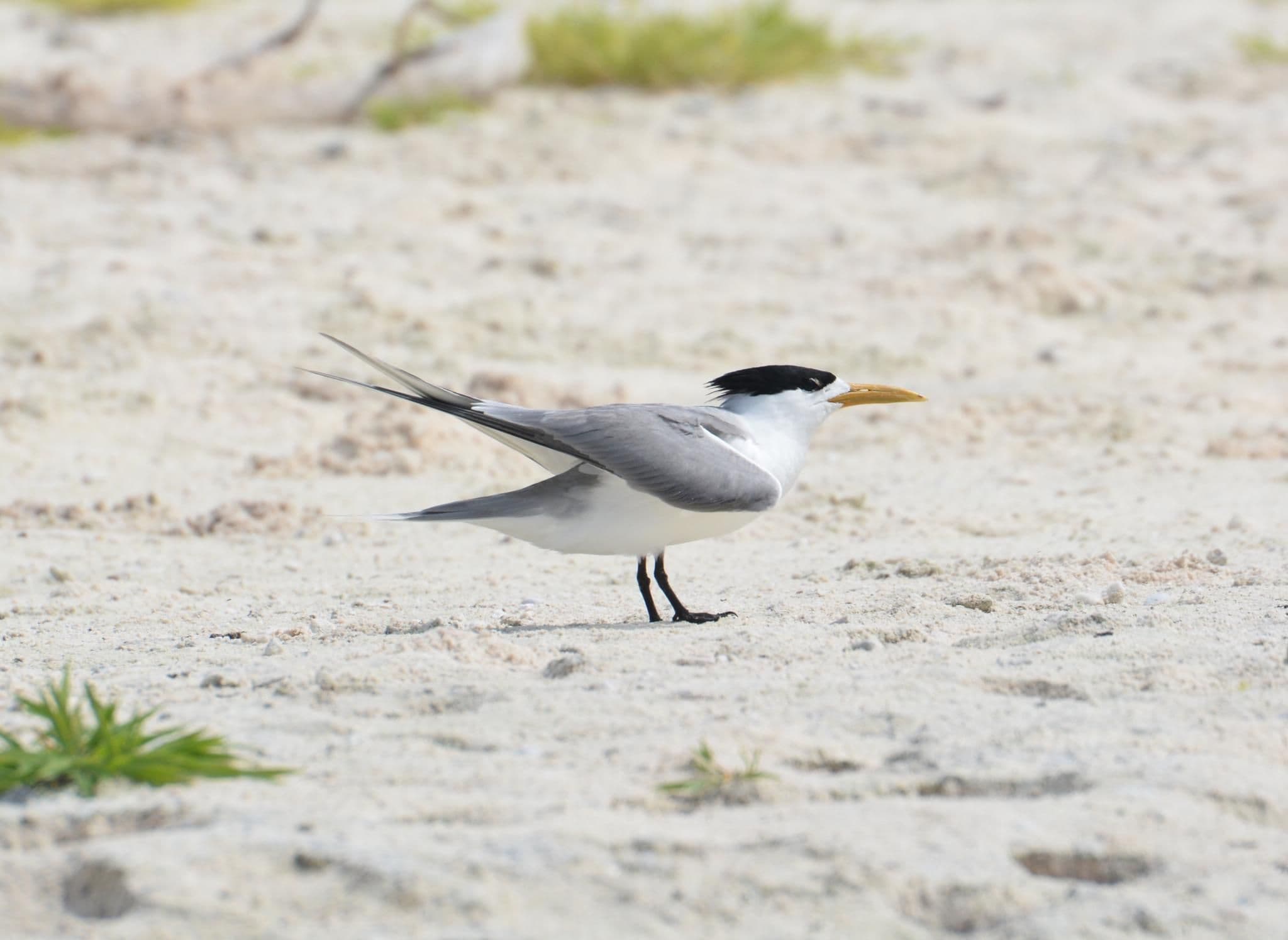 Great crested tern - Reproductive plumage