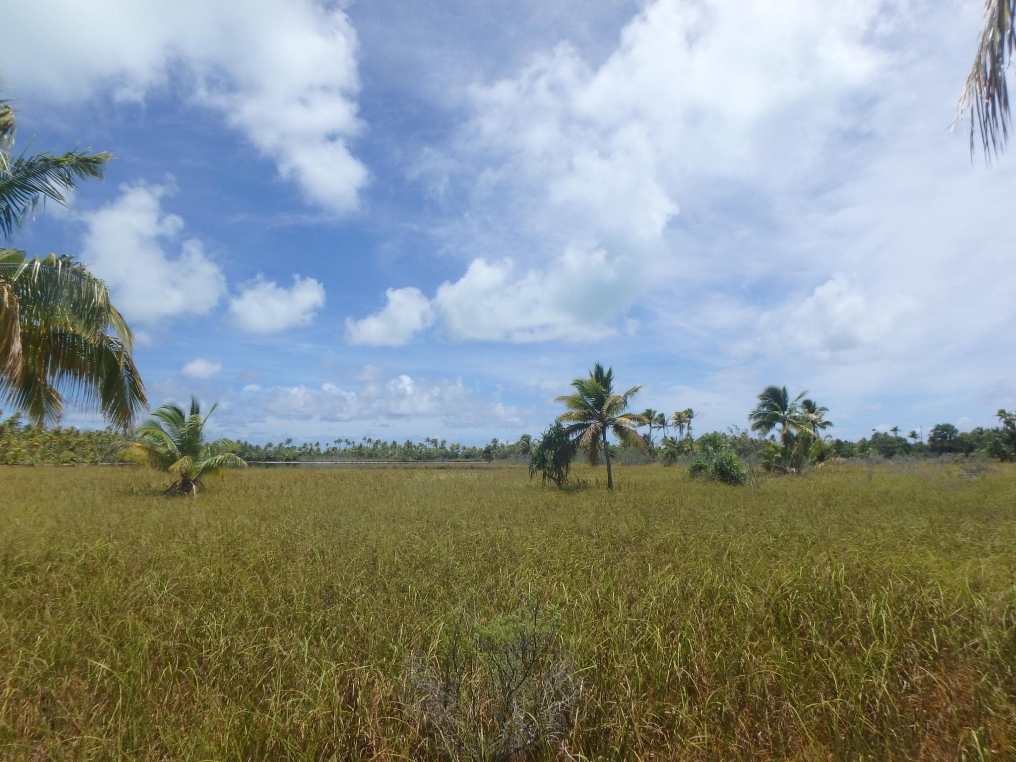 A sea of grass