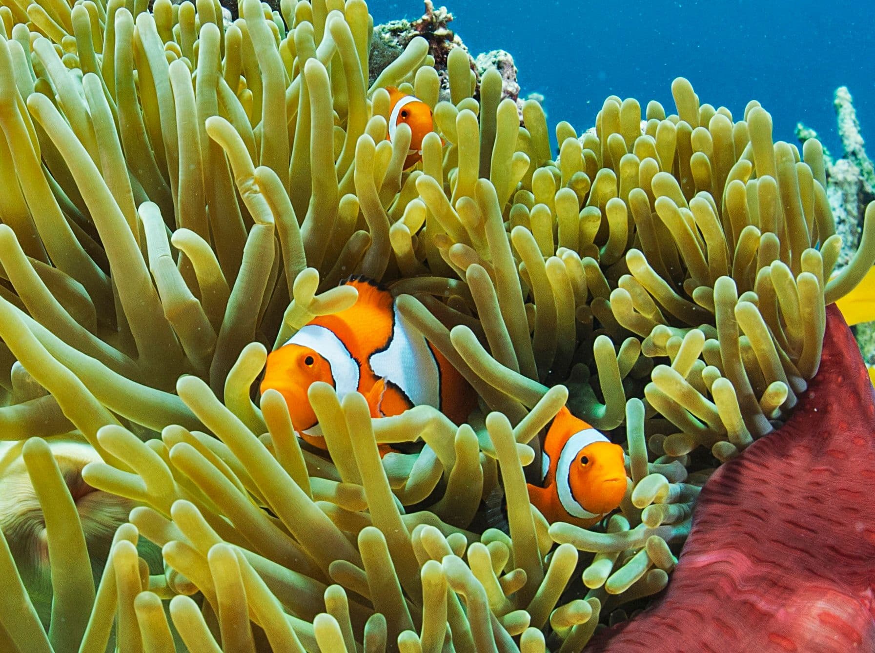 'Atoti lives in symbiosis with its home, the sea anemone.