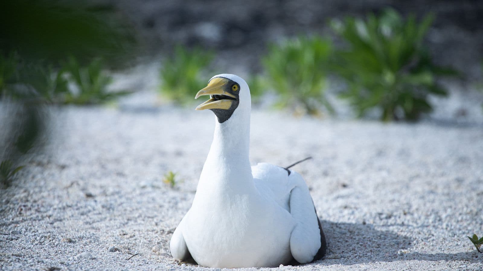 masked booby on motu Hiraanae Tetiaroa