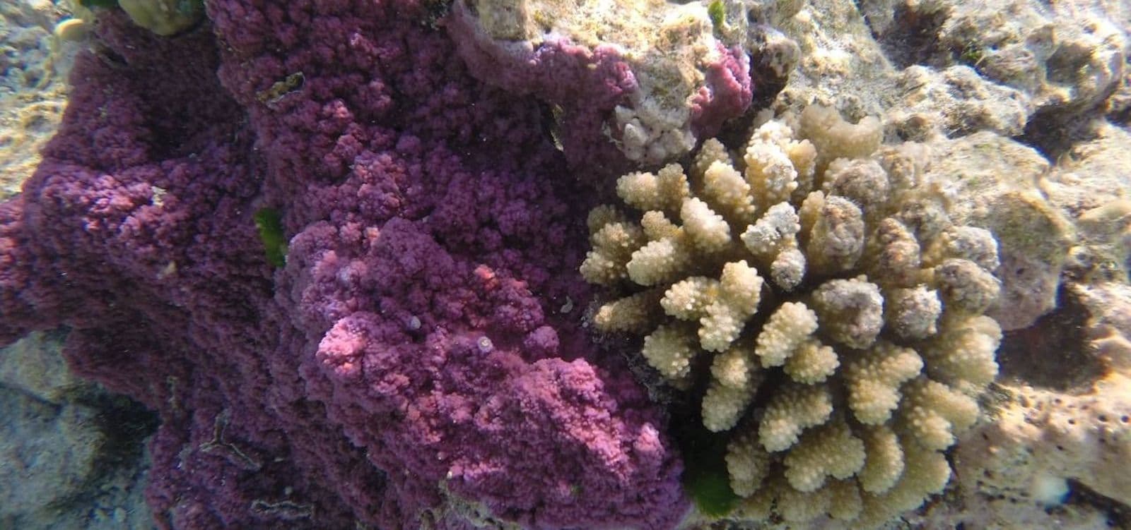 UW scientists are studying coral around Tetiaroa atoll