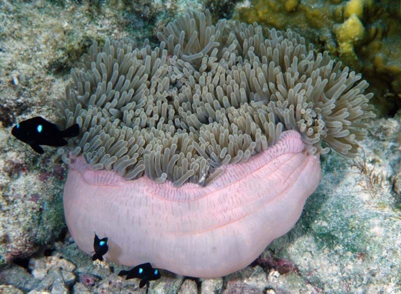 The anemone, like coral, lives in symbiosis with zooxanthellae who photosynthesize to provide it food.