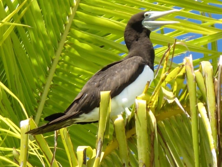 Female individual