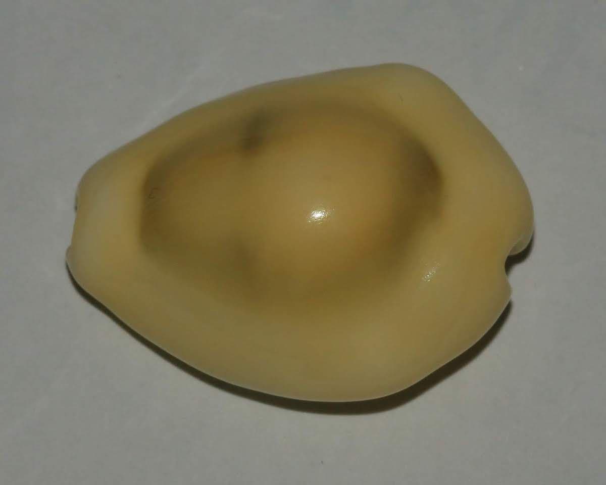 These shells were once used in the place of money.