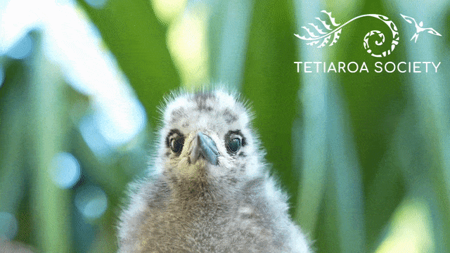 baby tern