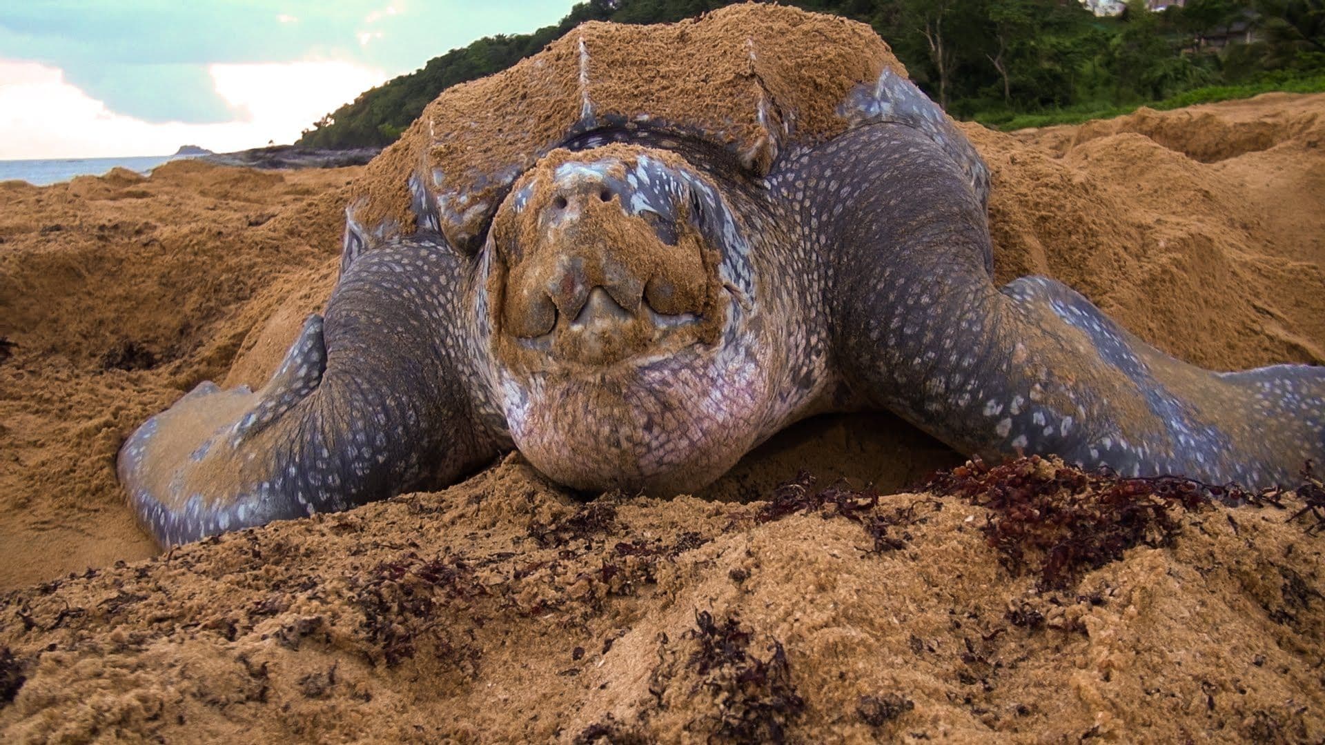 Male and females go back to their birth site and mate offshore, and go on land only to lay eggs.