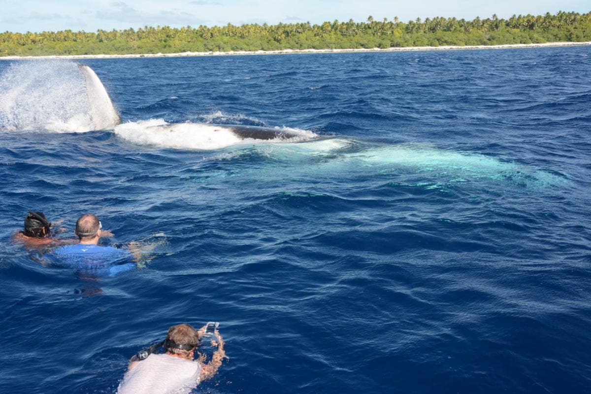 swimming with the whales