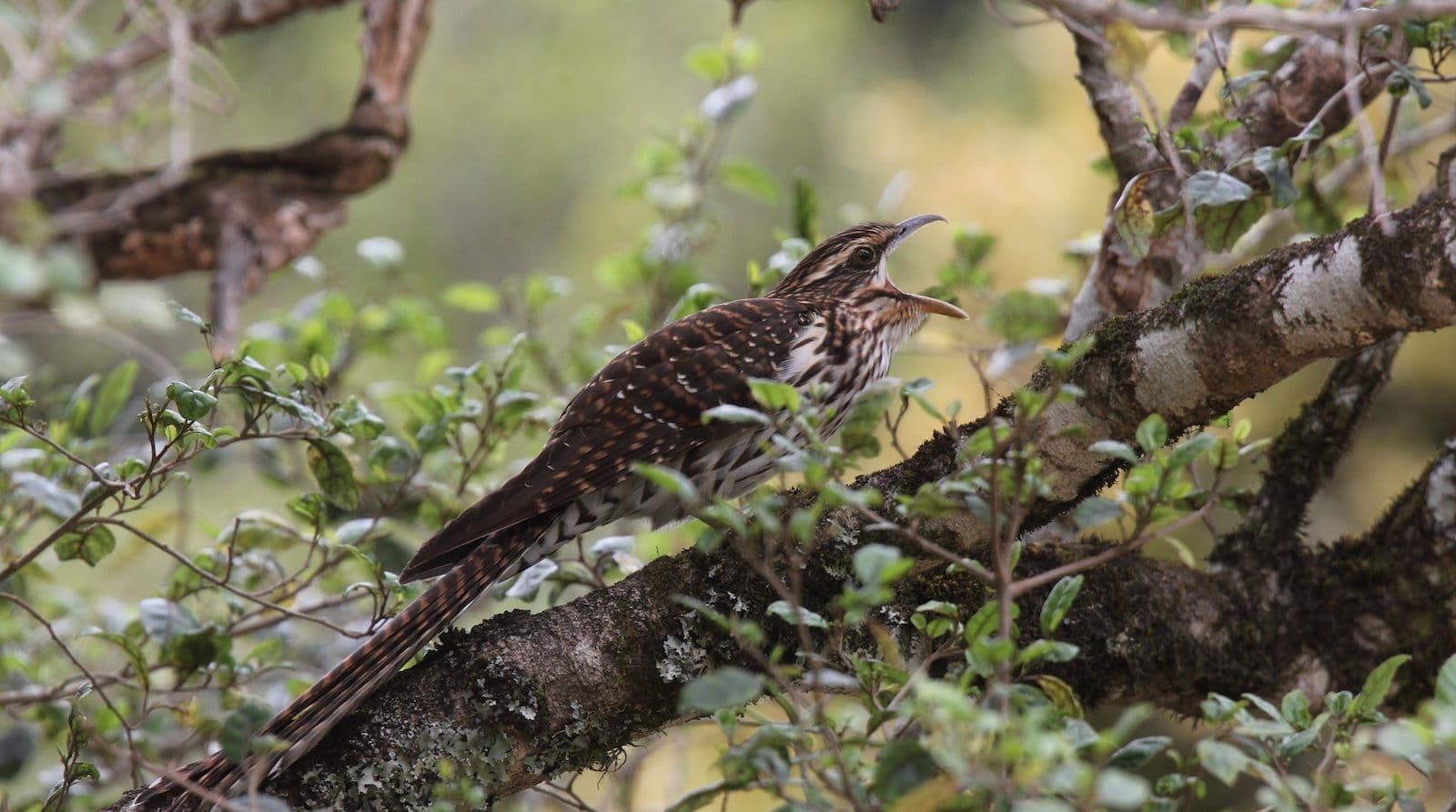 Adult long-tailed cuckoo calling