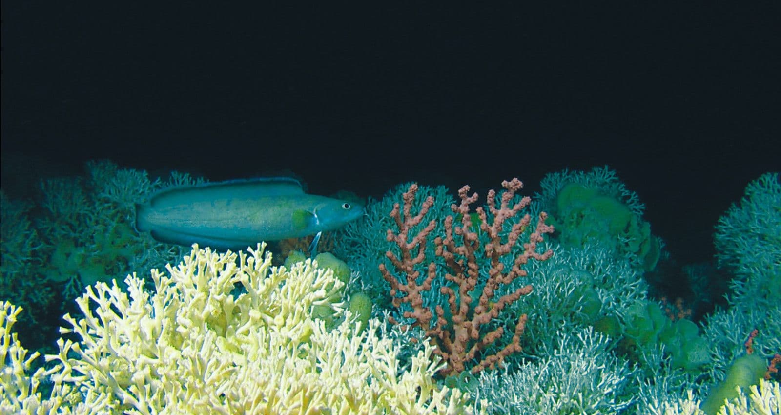 deep sea coral reef