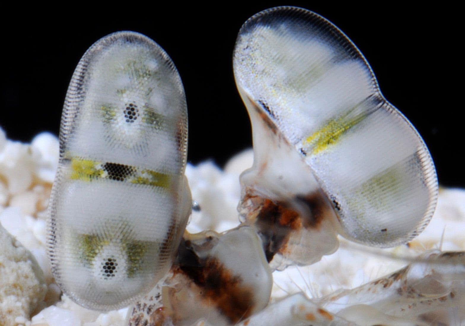 mantis shrimp eyes