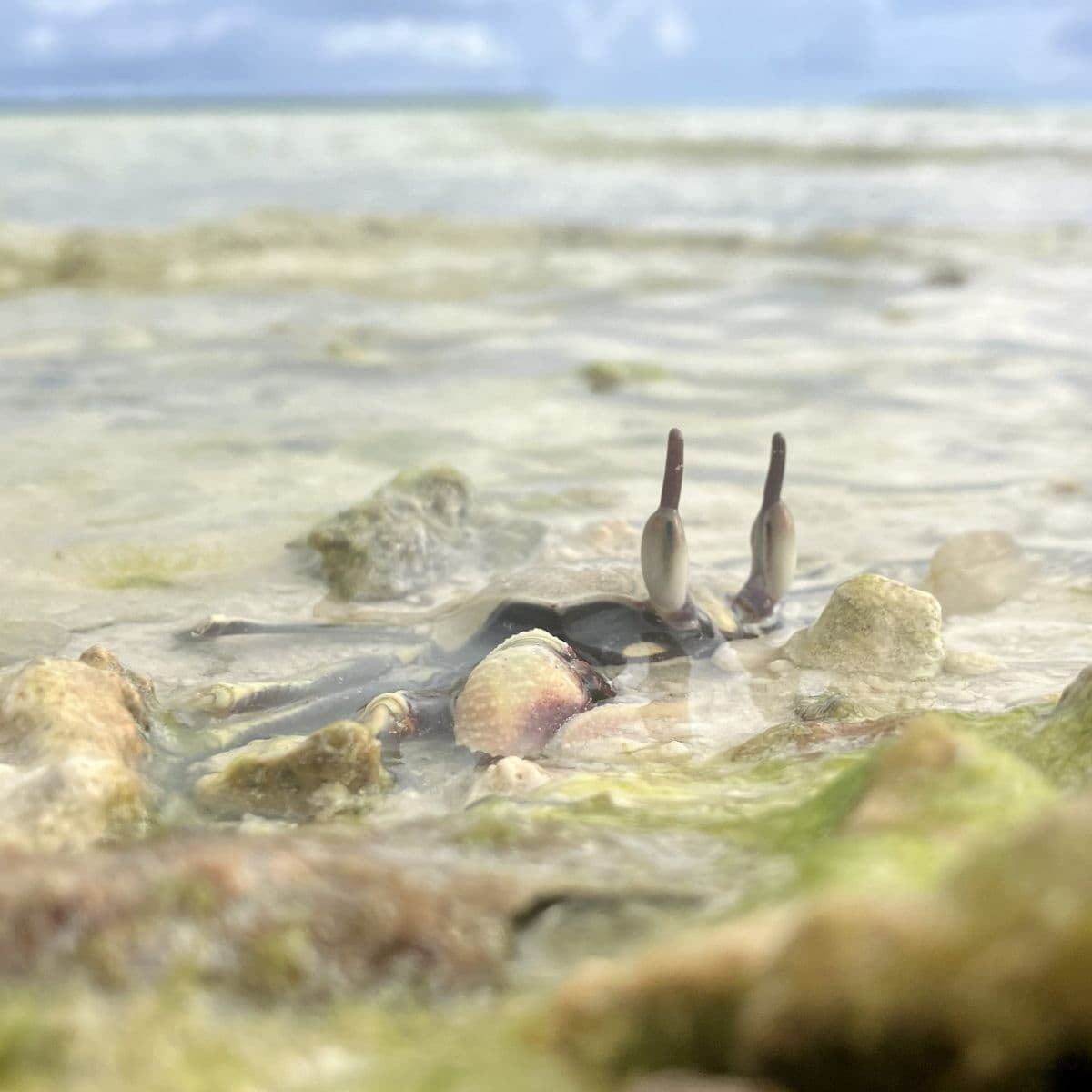 ghost crabs return to the seat to wet their gills
