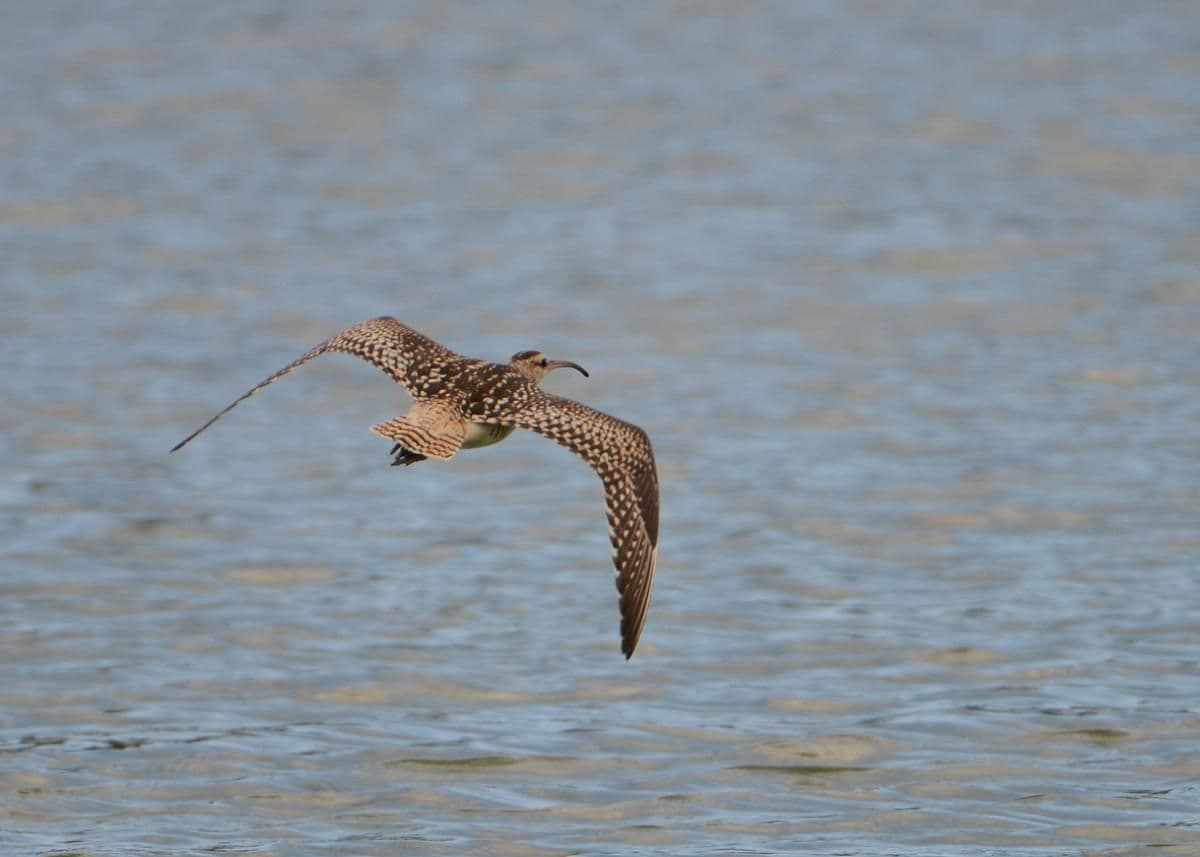 bristle-thighed curlew in flight