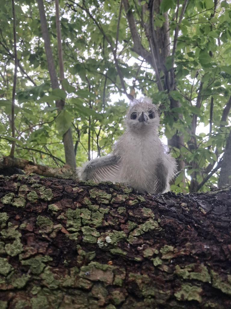 baby tern