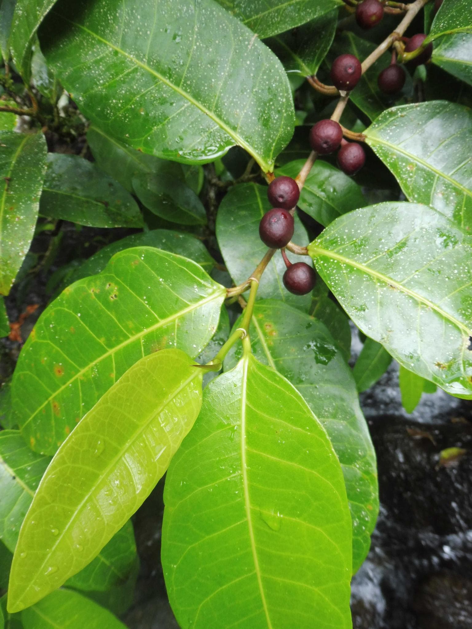 The small rust brown fruit of the dye fig are the source of a red dye used in traditional fabric making in parts of Oceania