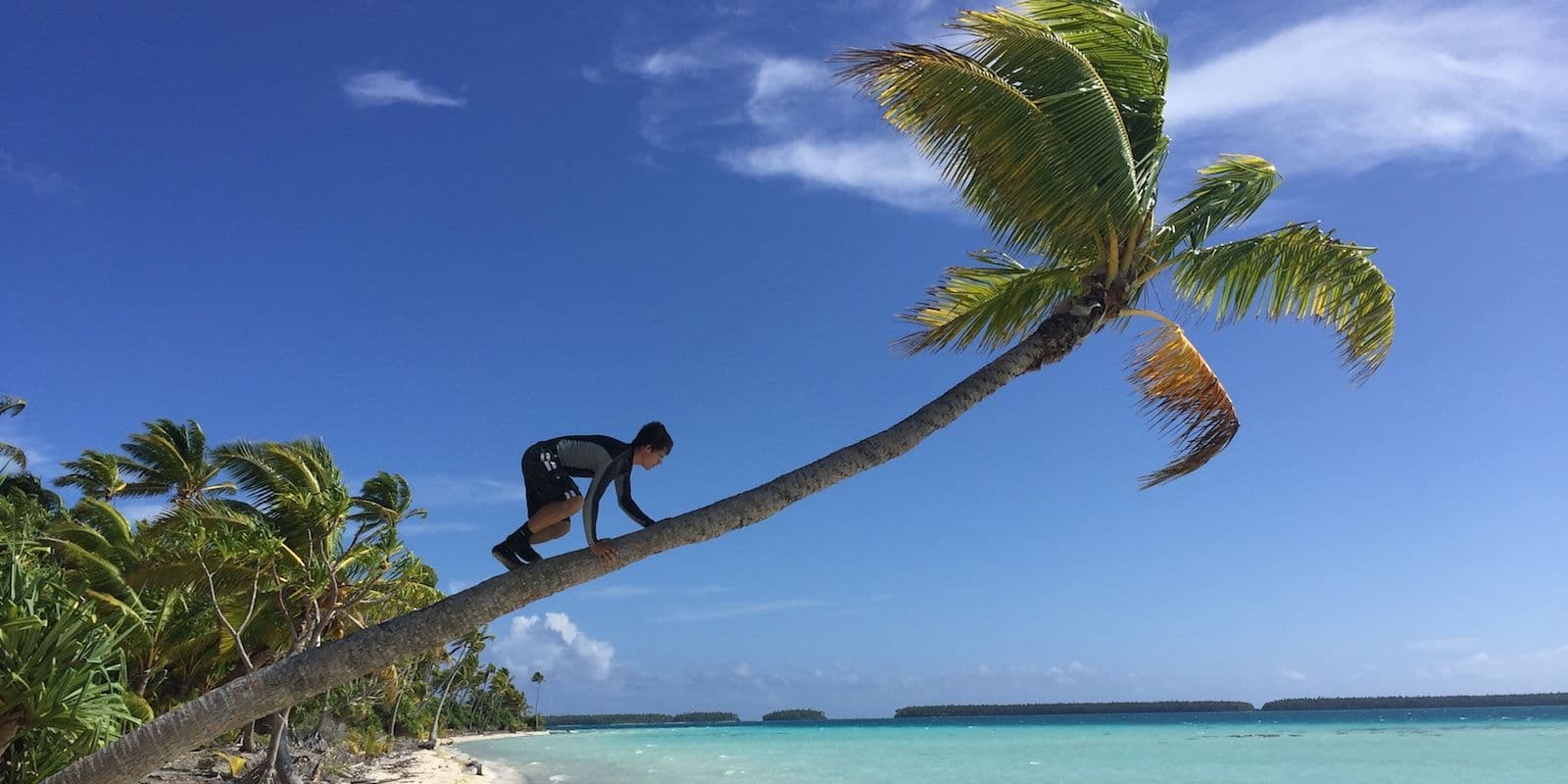 climbing a coconut tree