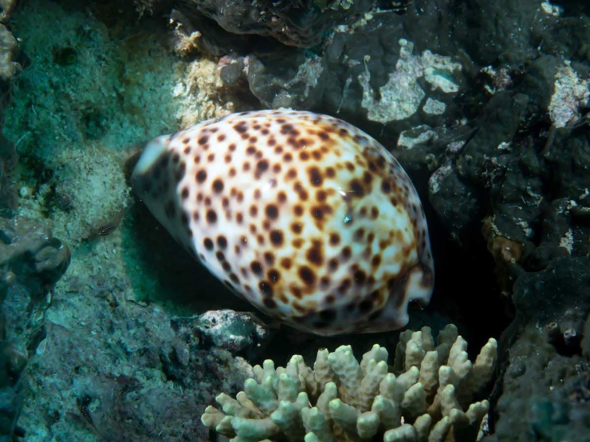 In Polynesia it tends to be found in deeper areas since it is overfished. It currently is an endangered specie in many regions of the world.