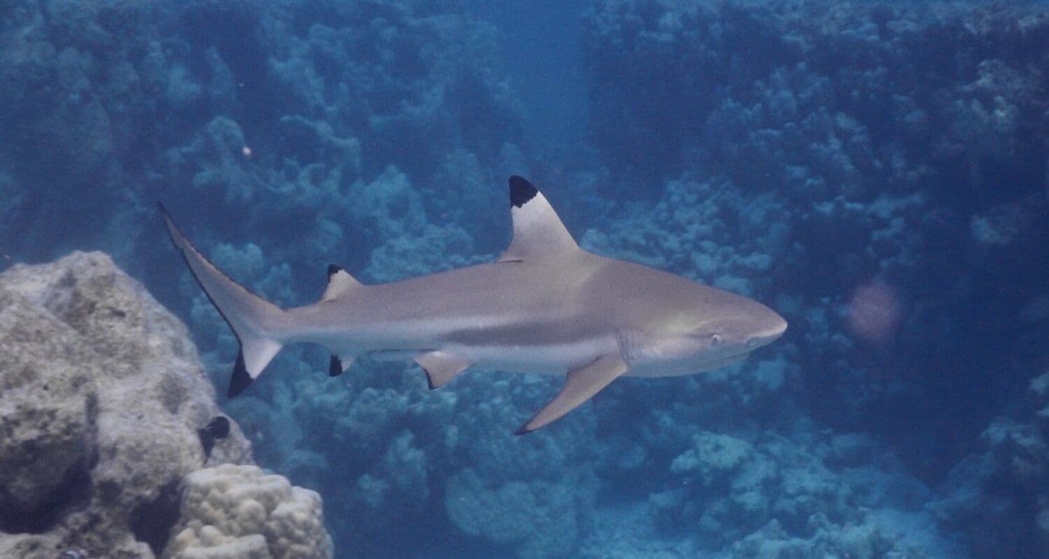This species prefers shallow coastal waters and frequently exposes its first dorsal fin in these areas.