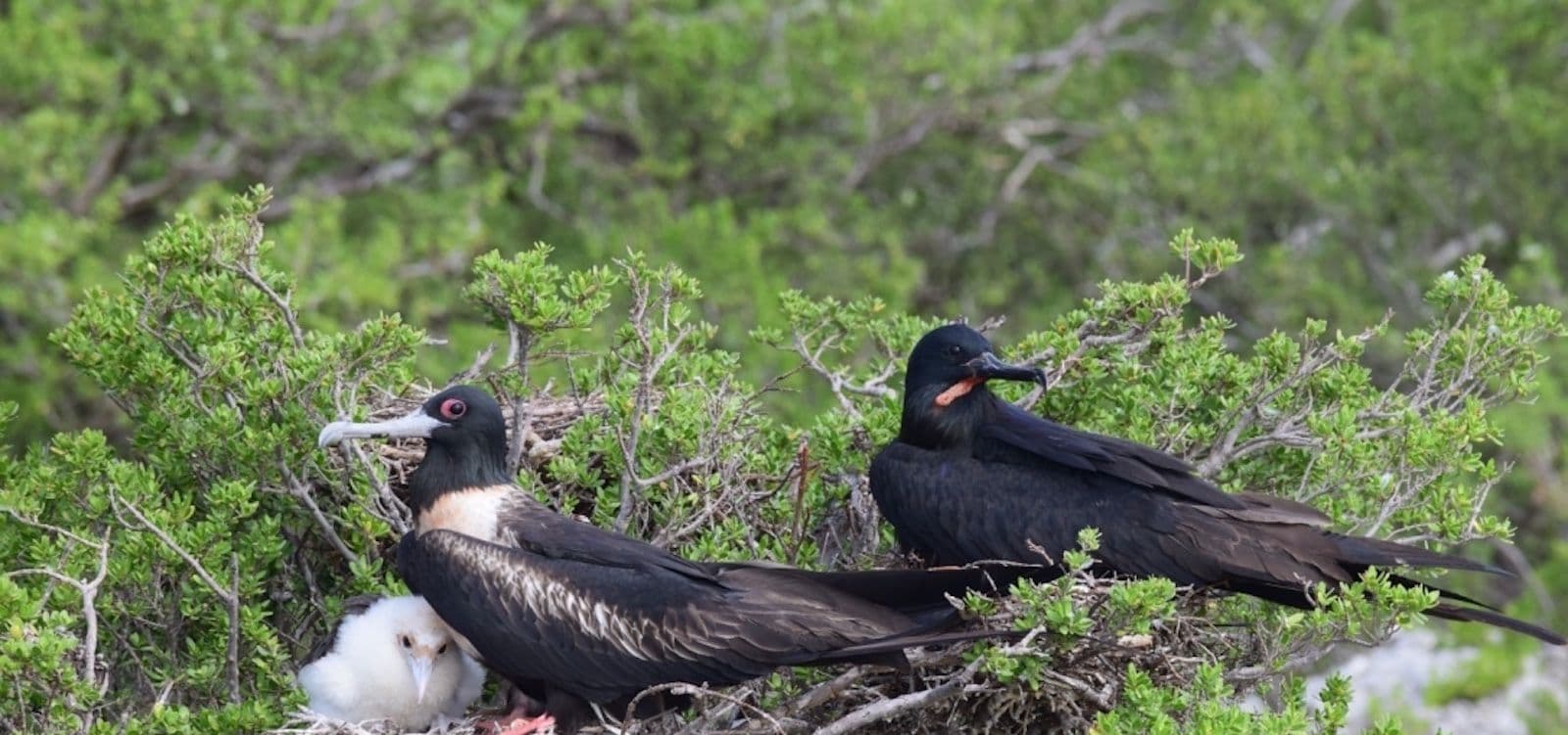 A family of frigatebirds