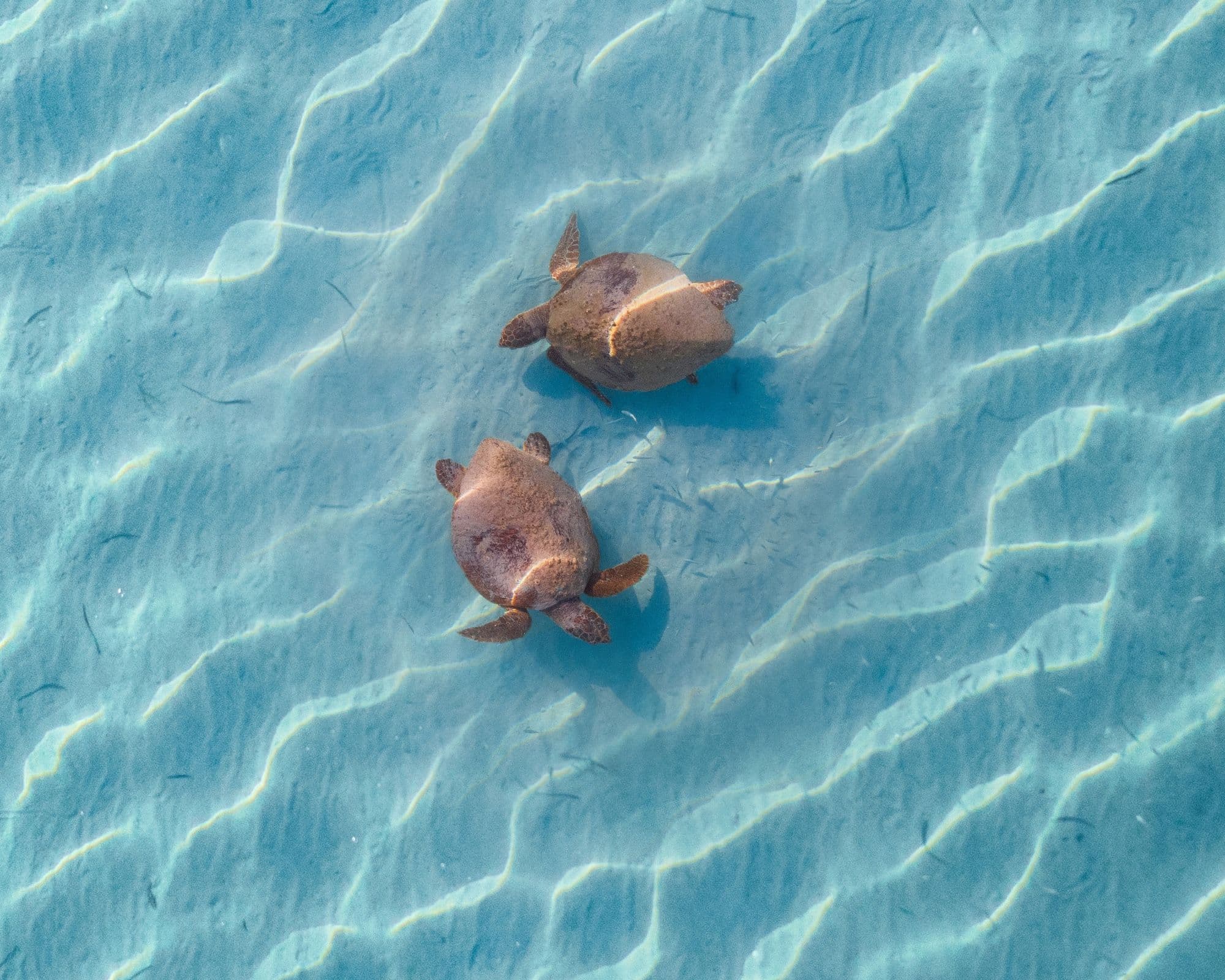 The loggerhead turtle is the second most common marine turtle in the world after the green turtle