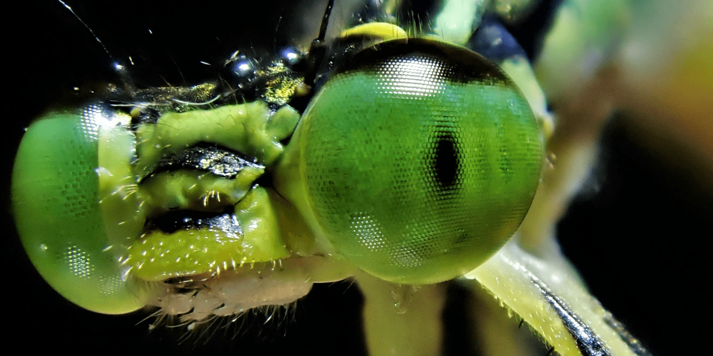 dragonfly eyes