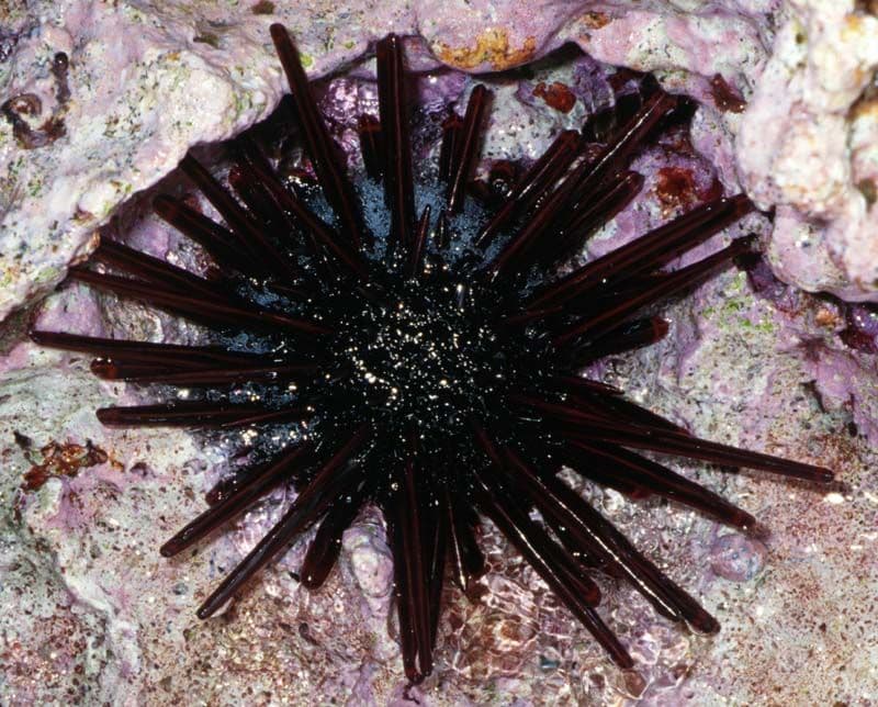 The Slate Pencil Urchin is identifiable by its thick spines, hence its name “pencil”.