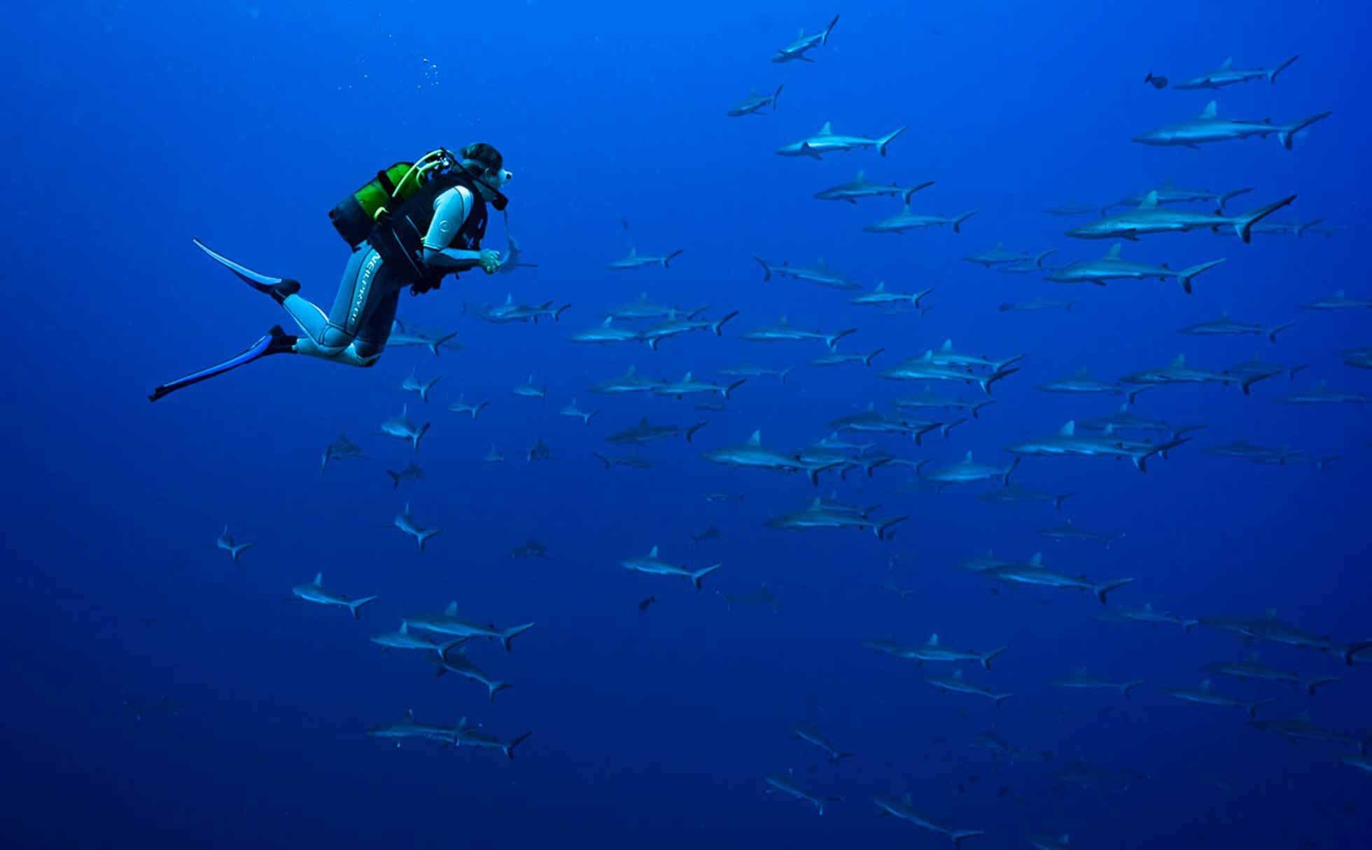 diver with sharks