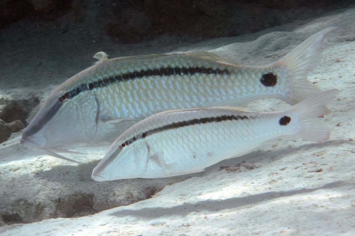 Ahuru uses its barbels to forage in the sand to find and eat benthic invertebrates