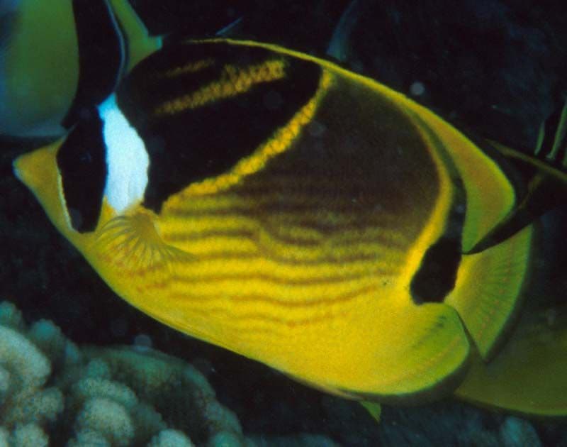 This butterflyfish is found alone or in couples and lives in the coral reefs.